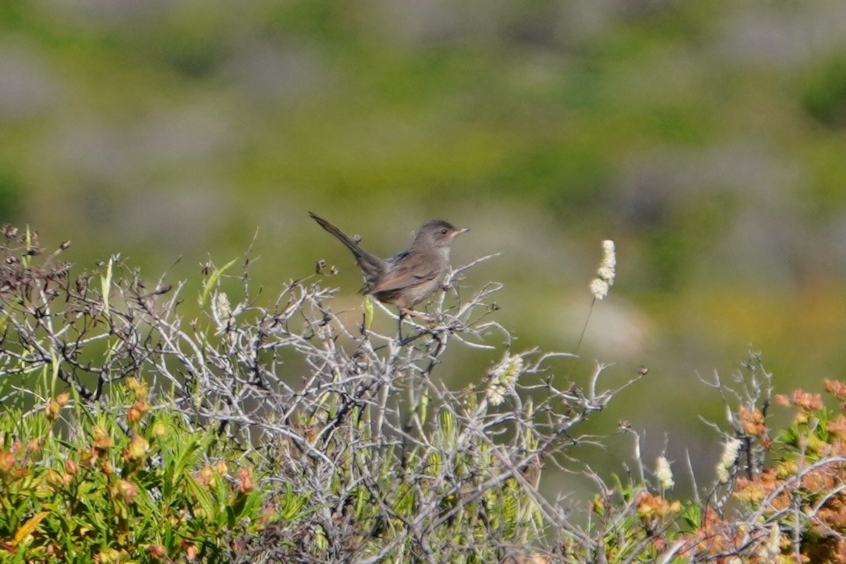 Fauvette sarde - ML642644438