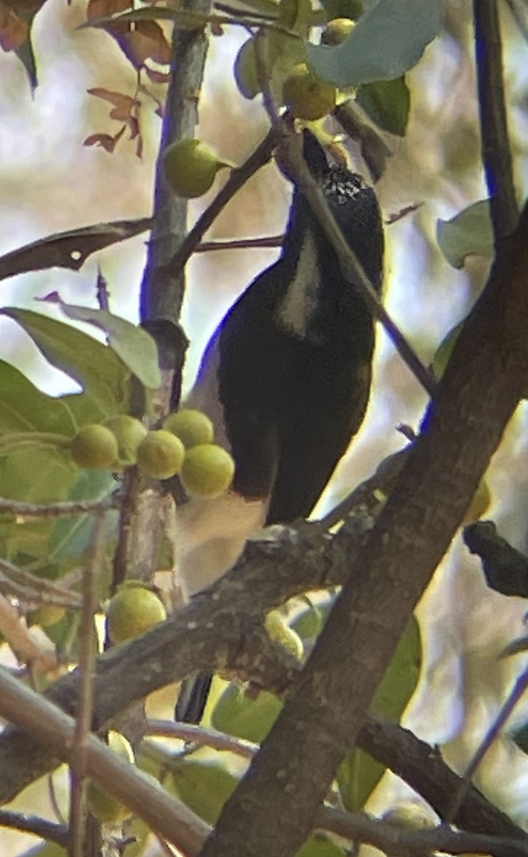 White-eared Barbet - ML642644440
