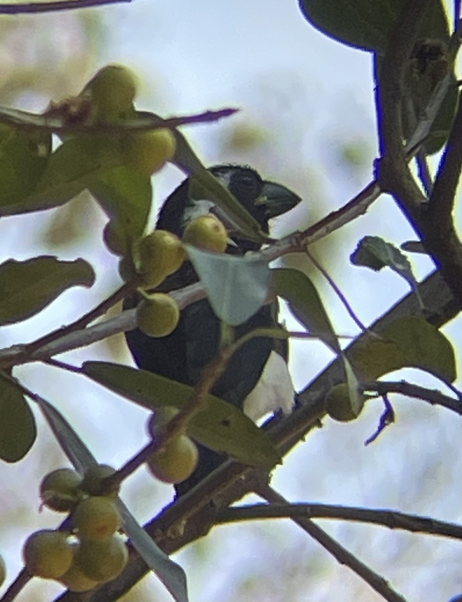 White-eared Barbet - ML642644441