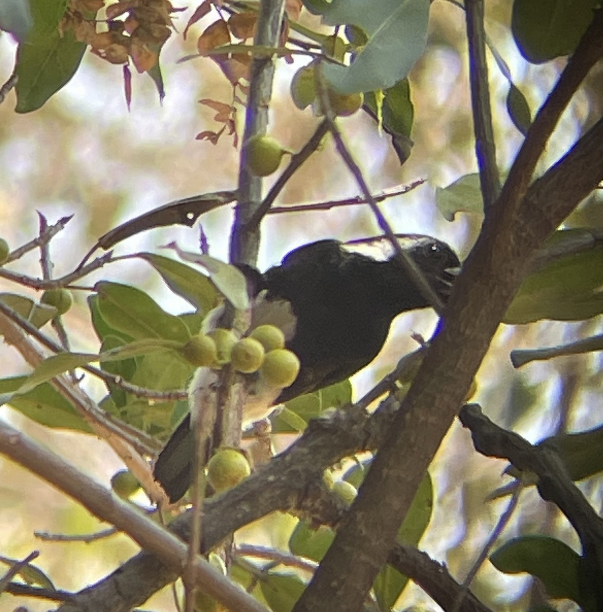 White-eared Barbet - ML642644442