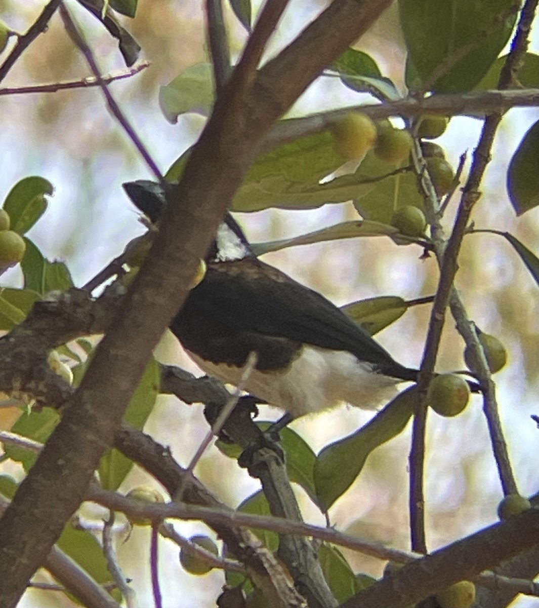 White-eared Barbet - ML642644443