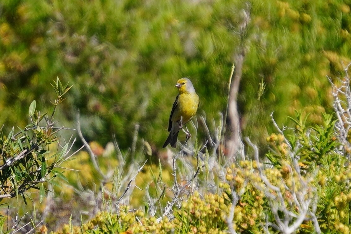 Corsican Finch - ML642644444