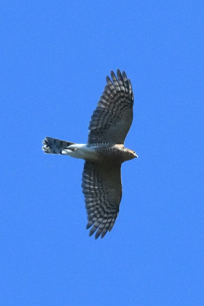 Sharp-shinned Hawk - ML642644446