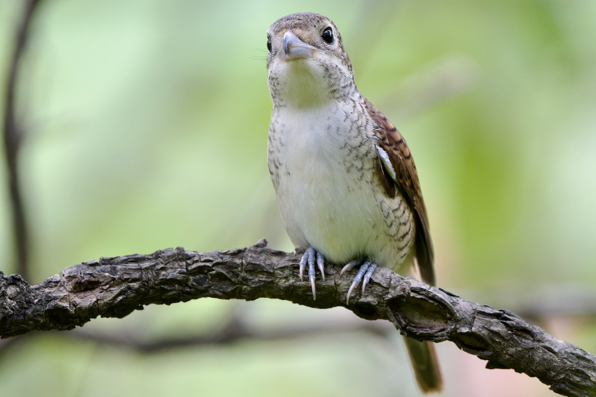 Tiger Shrike - ML642644448