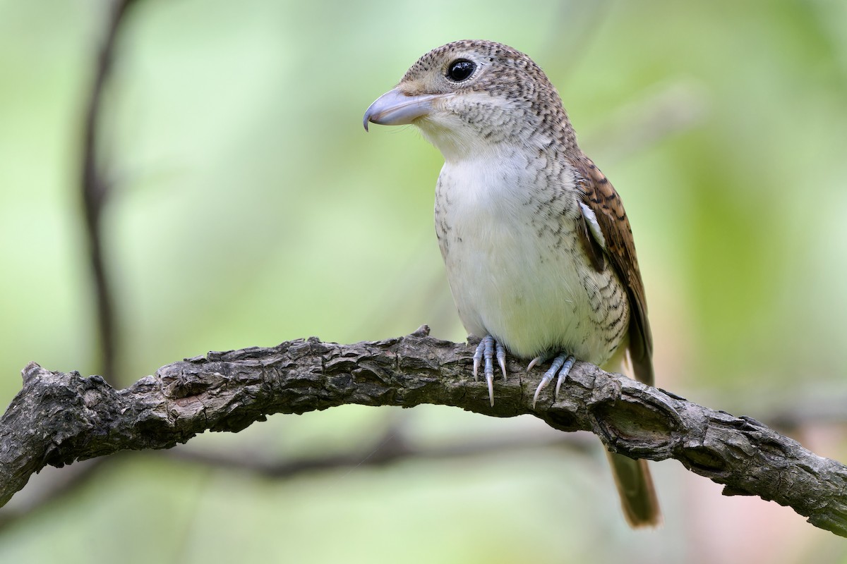 Tiger Shrike - ML642644450