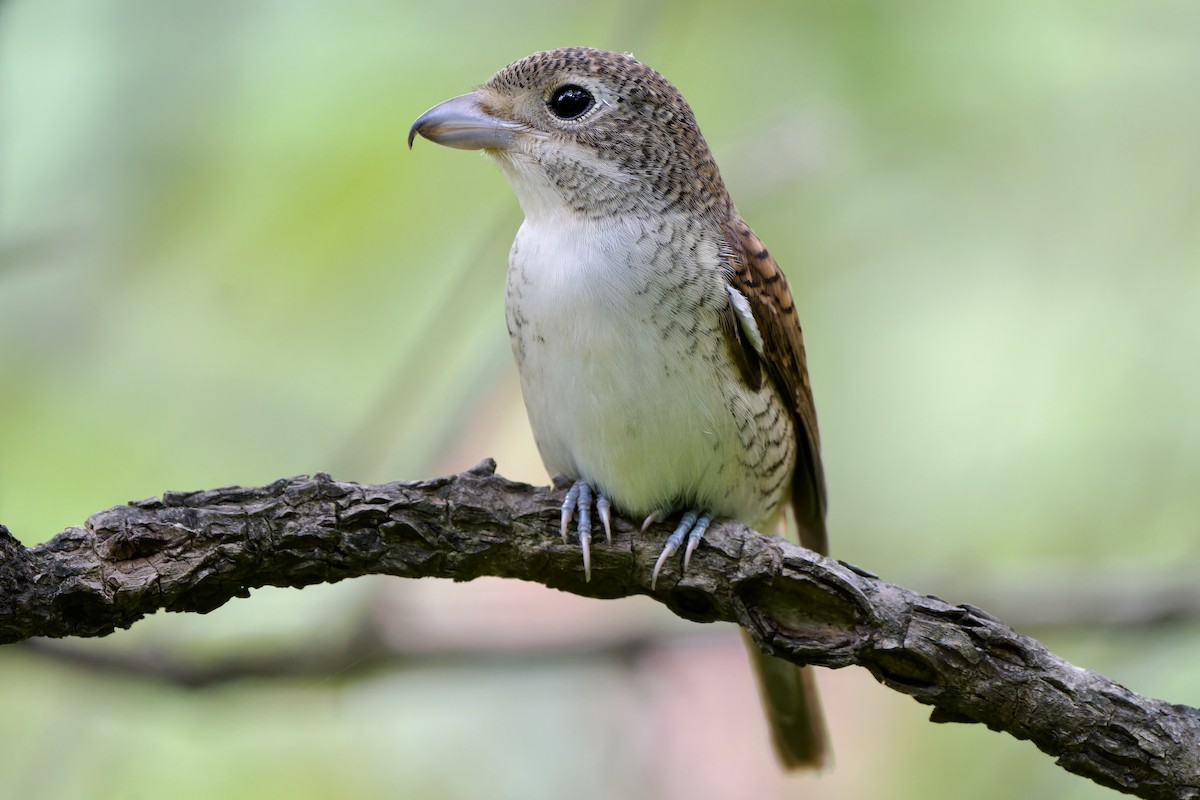 Tiger Shrike - ML642644451