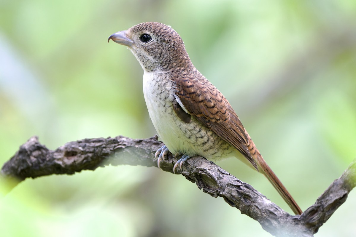 Tiger Shrike - ML642644456