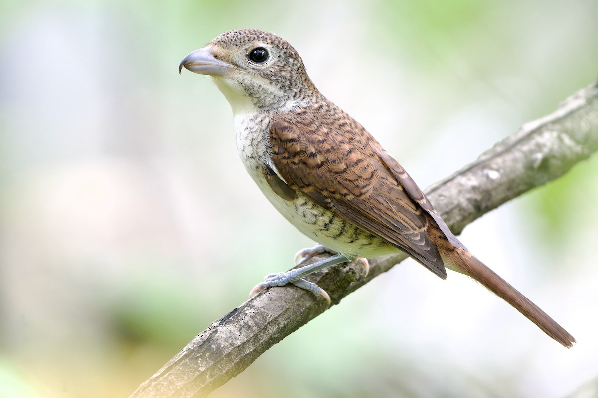 Tiger Shrike - ML642644457