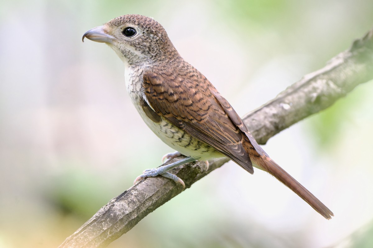 Tiger Shrike - ML642644458