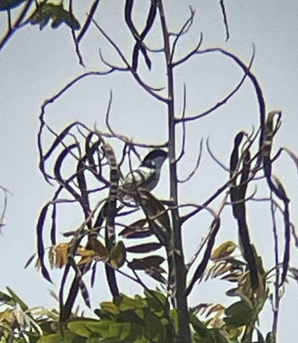 Black-backed Puffback - ML642644459