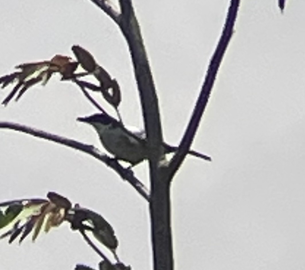 Black-backed Puffback - ML642644460
