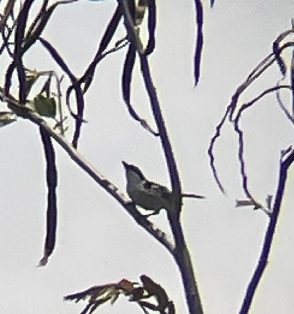 Black-backed Puffback - ML642644461