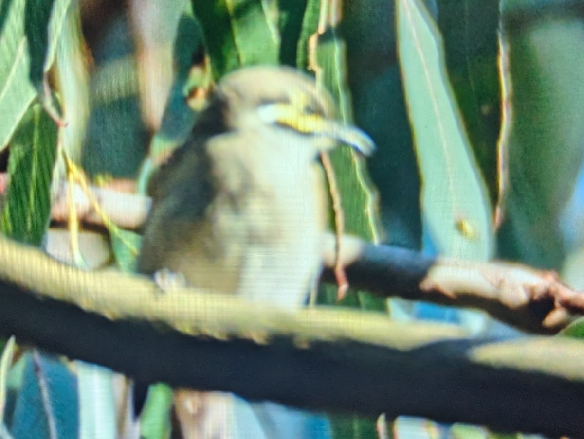 Yellow-faced Honeyeater - ML642644467