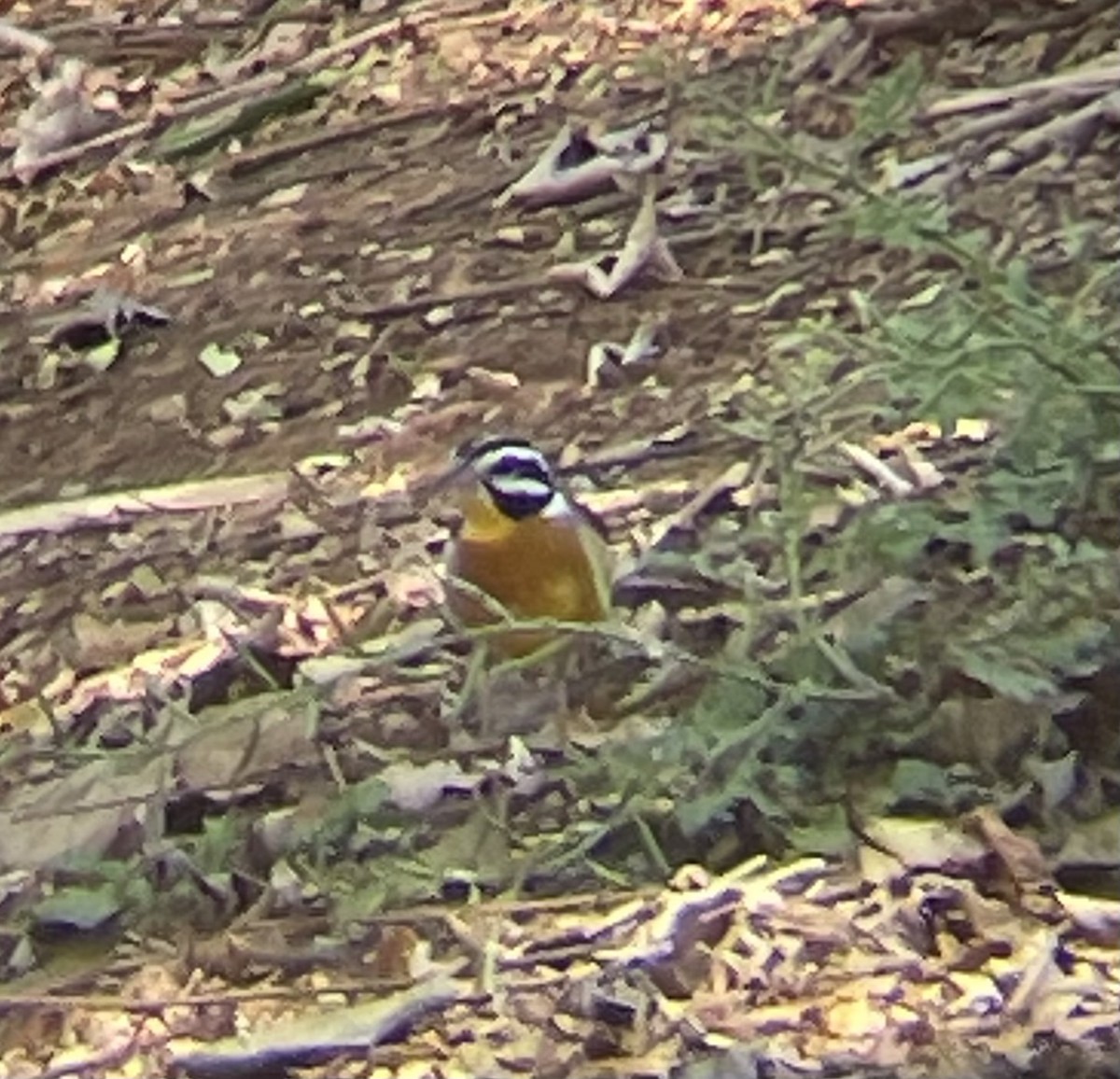 strnad zlatoprsý - ML642644474