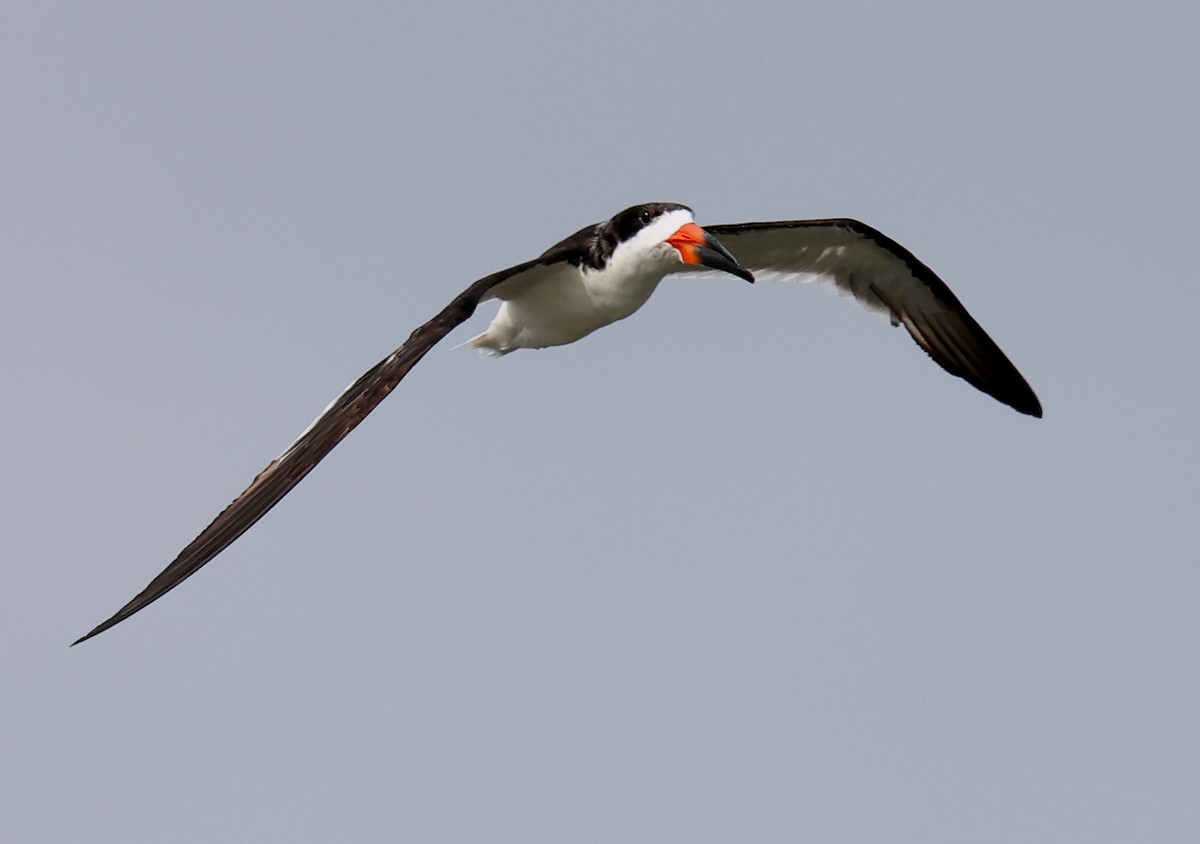 Black Skimmer - ML642644489