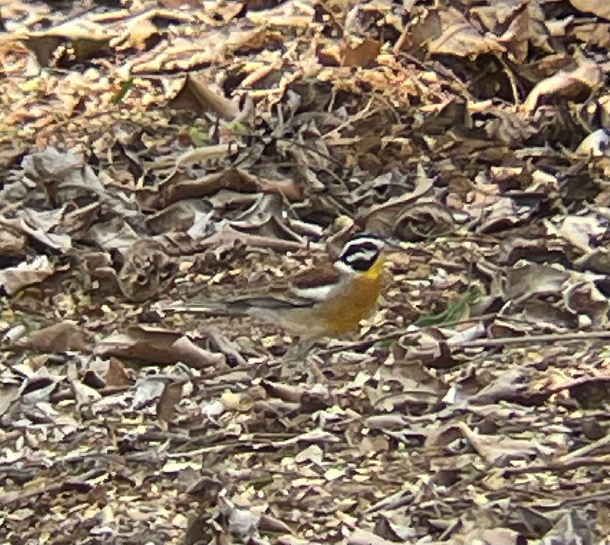 strnad zlatoprsý - ML642644497