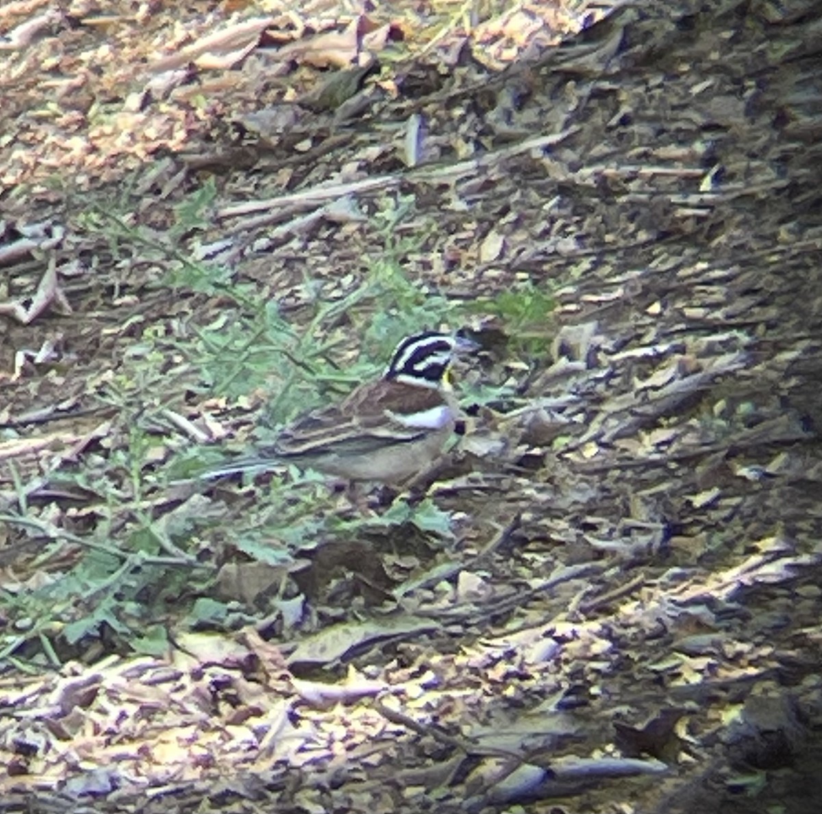 strnad zlatoprsý - ML642644498