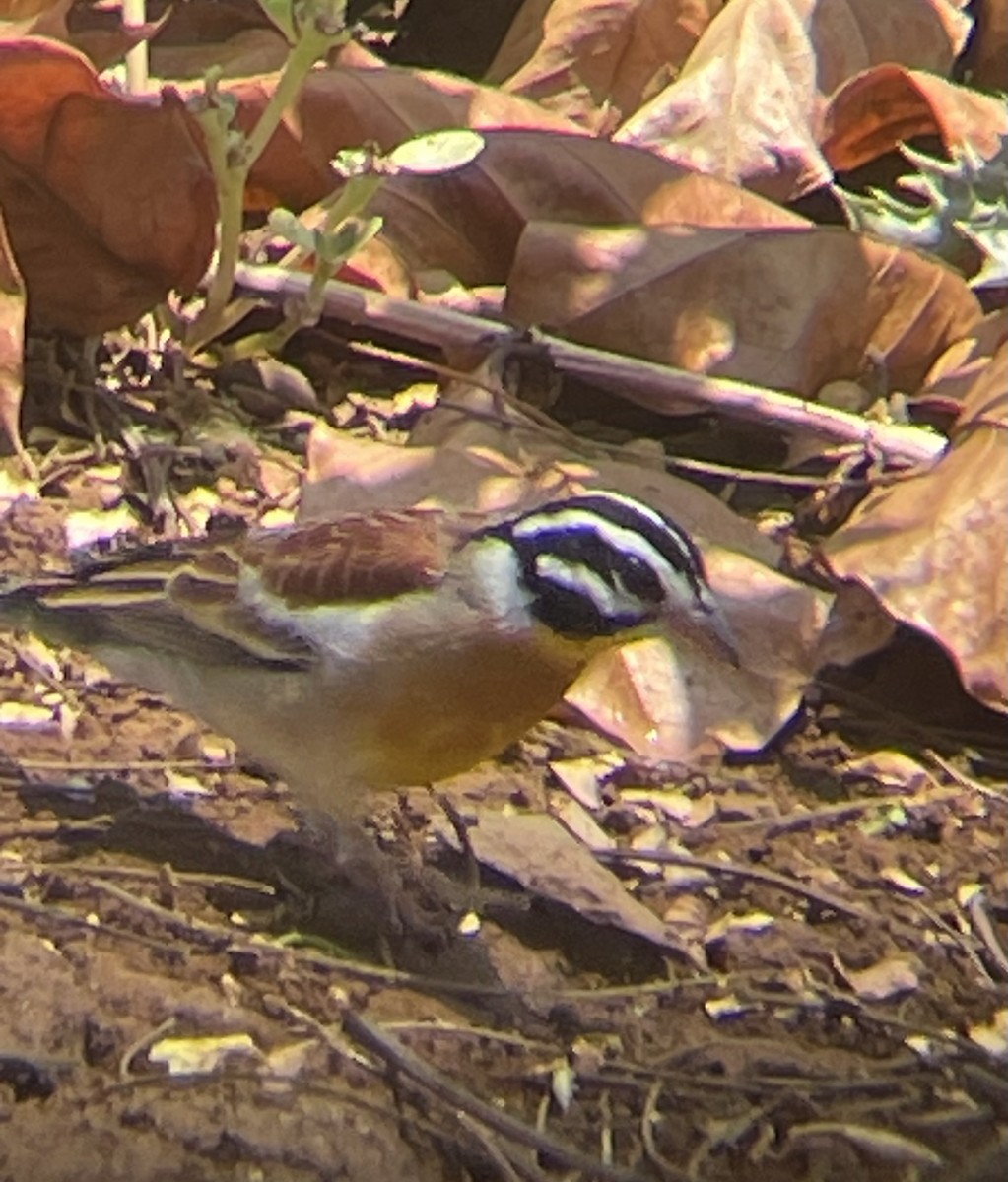 strnad zlatoprsý - ML642644499