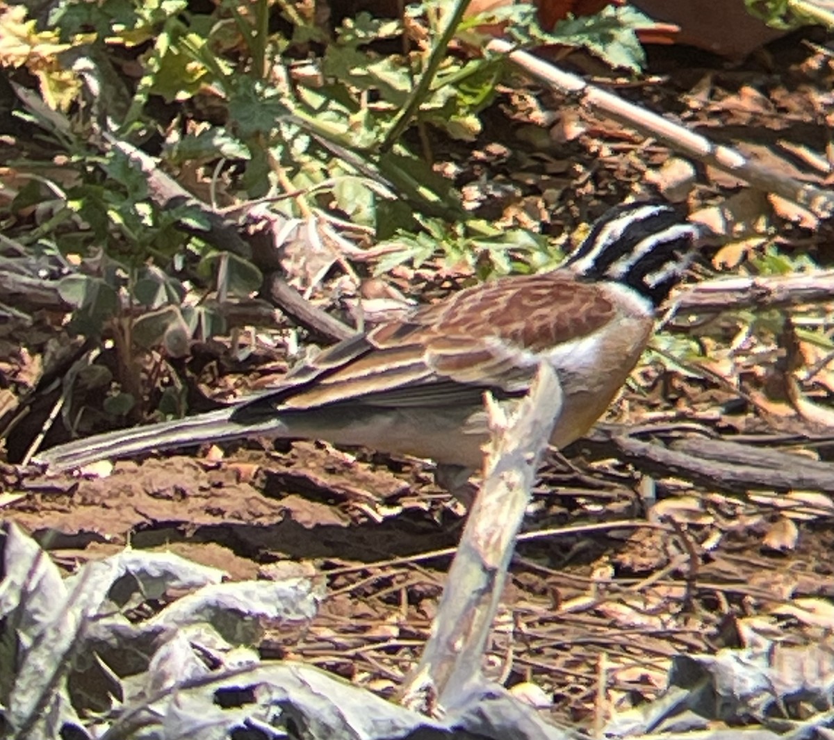 strnad zlatoprsý - ML642644500