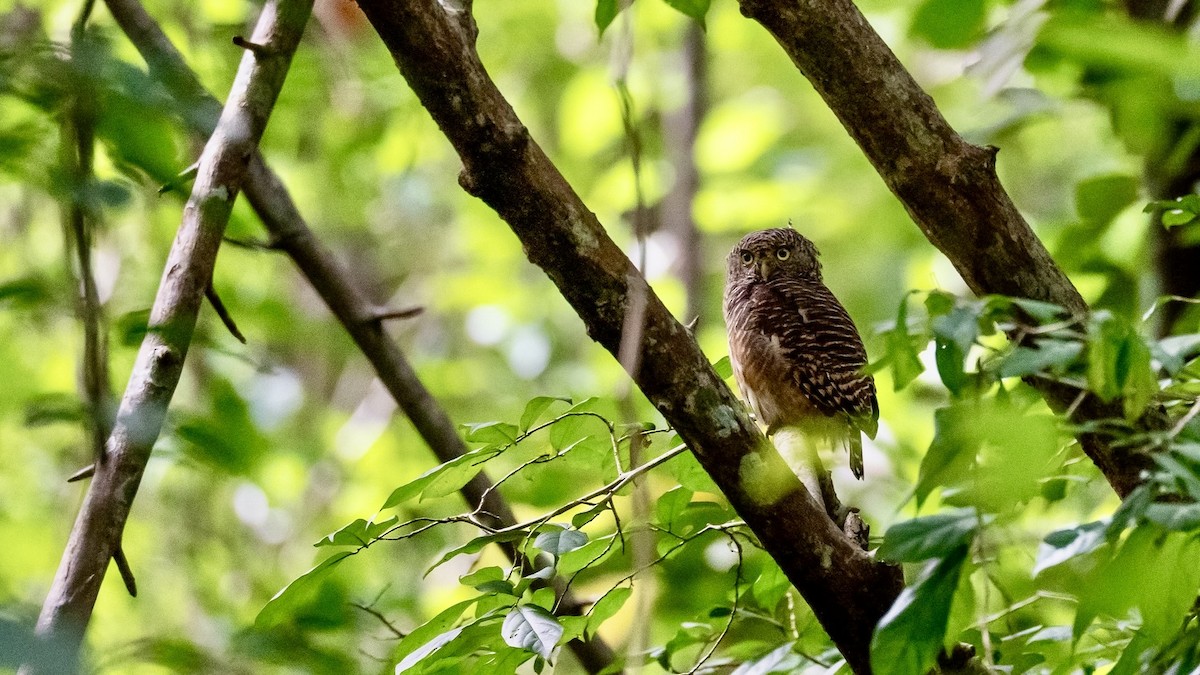 Asian Barred Owlet - ML642644511