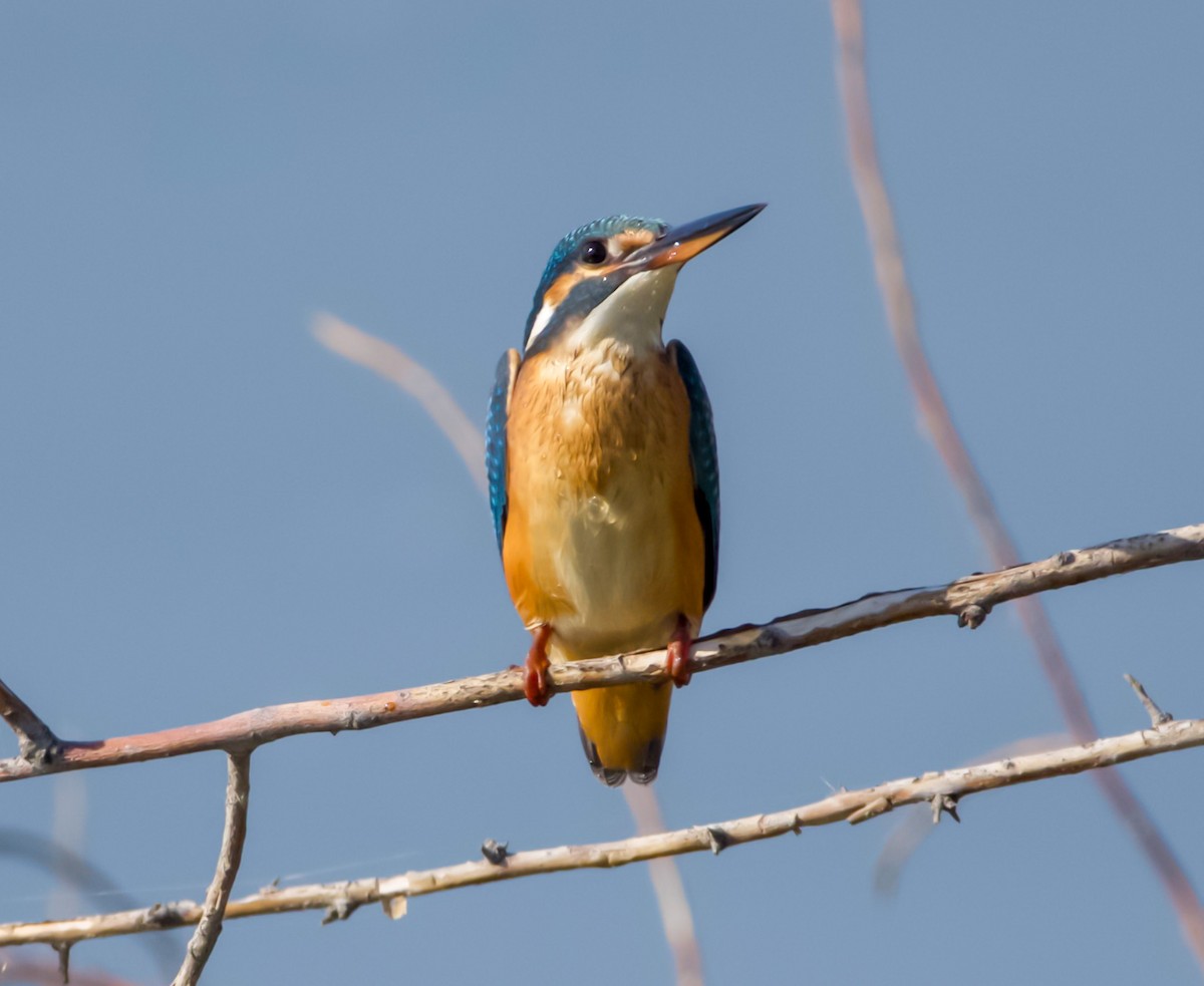 Yalıçapkını - ML642644585