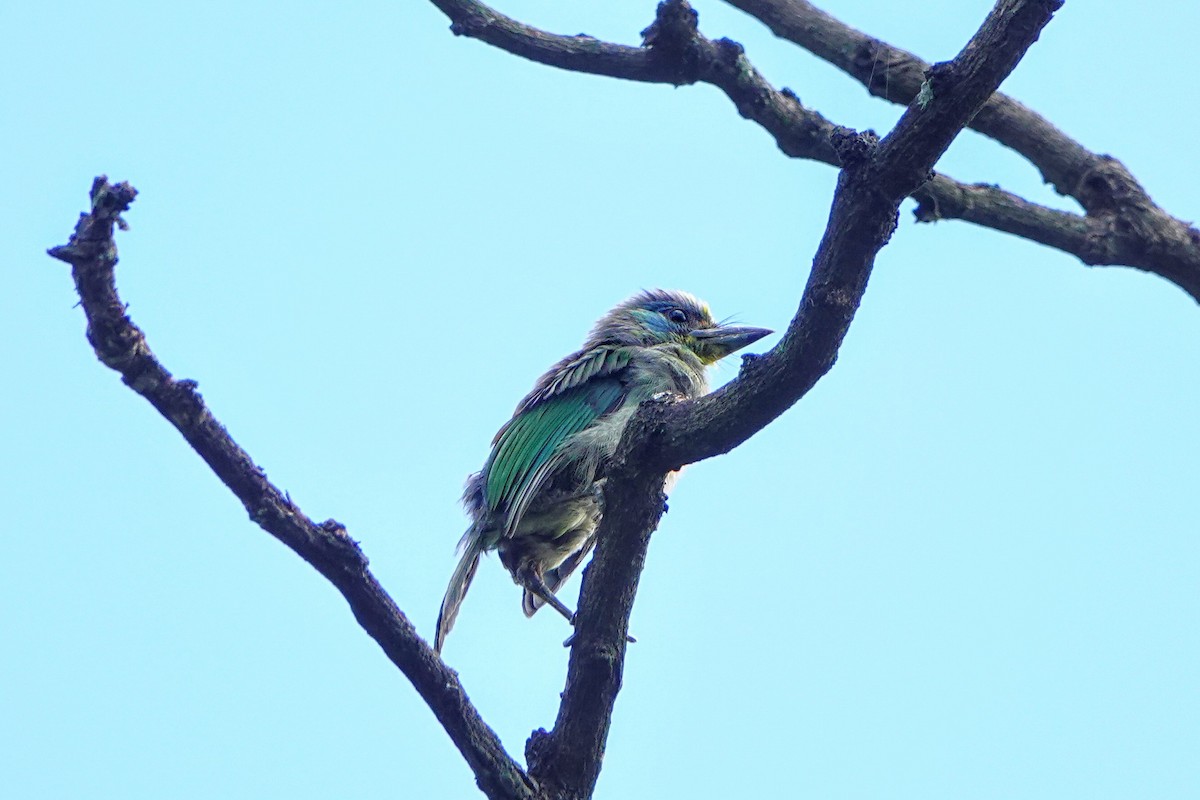 Taiwan Barbet - ML642644588