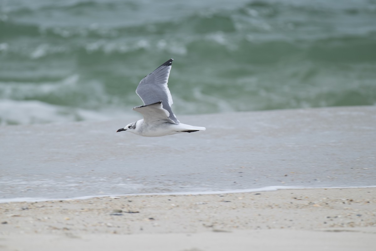 Laughing Gull - ML642644603