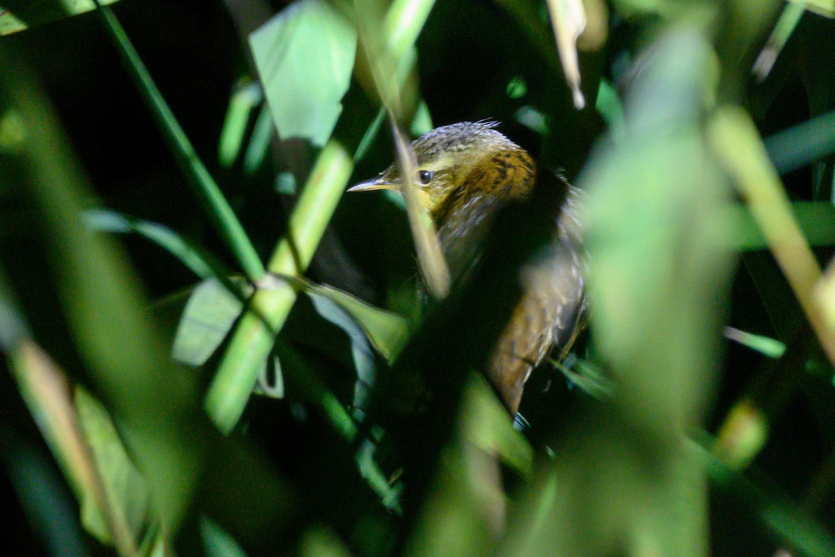 Pallas's Grasshopper Warbler - ML642644628