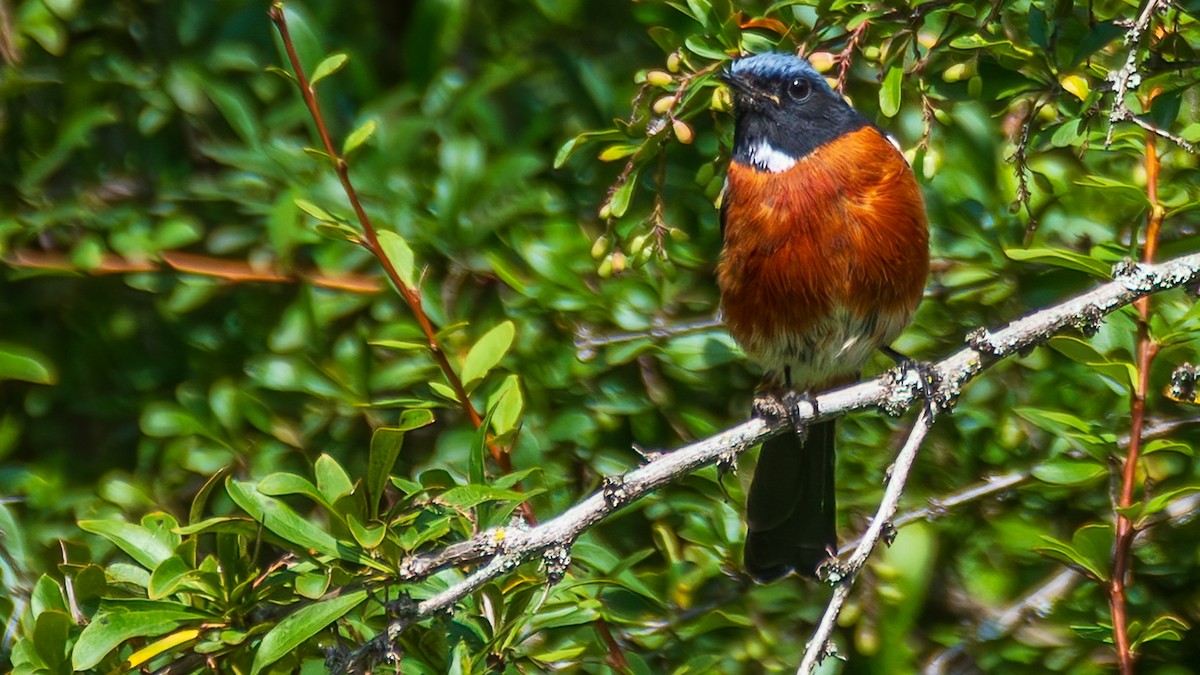 White-throated Redstart - ML642644630