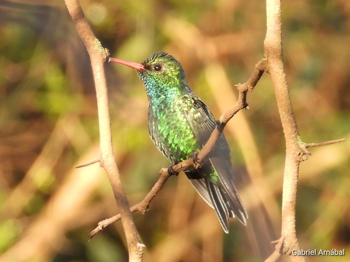 Glittering-bellied Emerald - ML642644636
