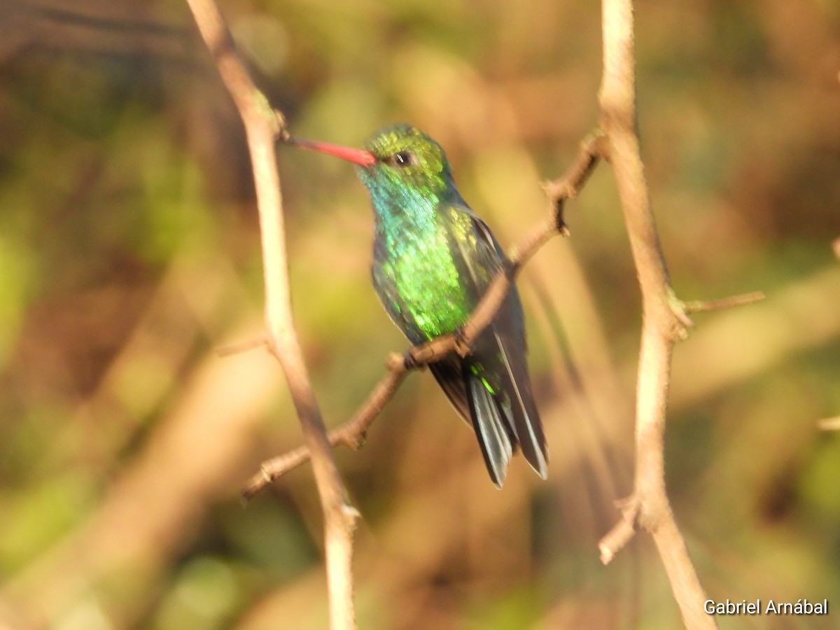 Glittering-bellied Emerald - ML642644637