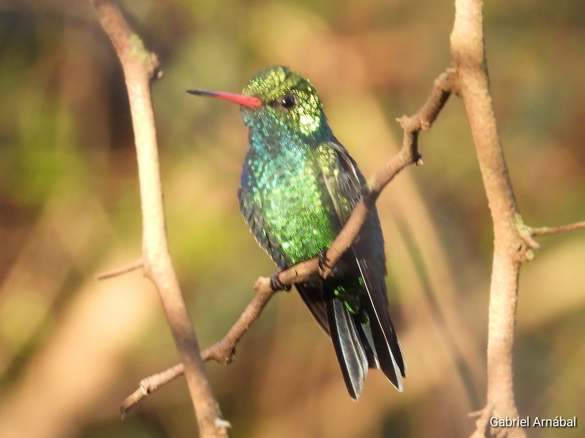 Glittering-bellied Emerald - ML642644638