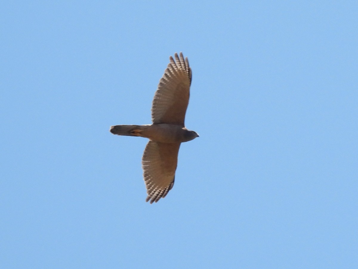 Brown Goshawk - ML642644681