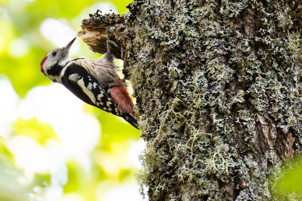 Middle Spotted Woodpecker - ML642644682