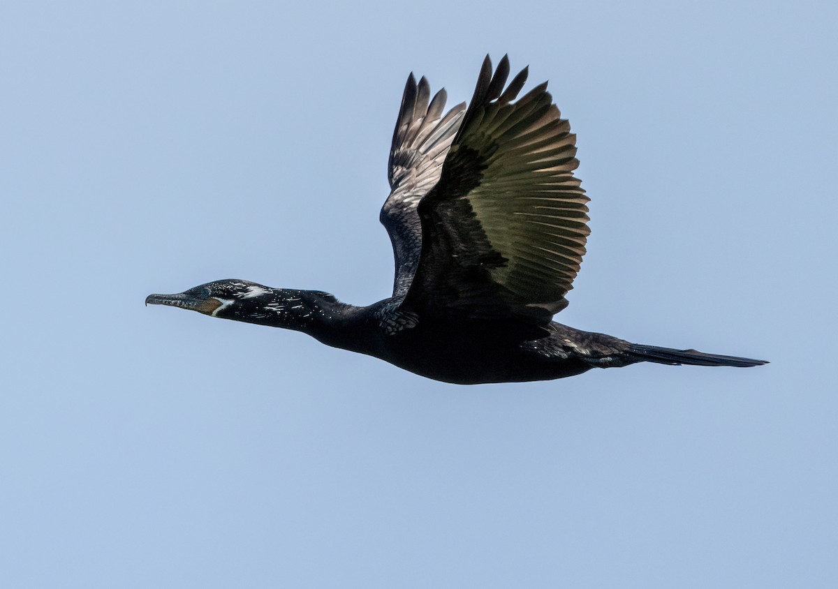 Neotropic Cormorant - ML642644712