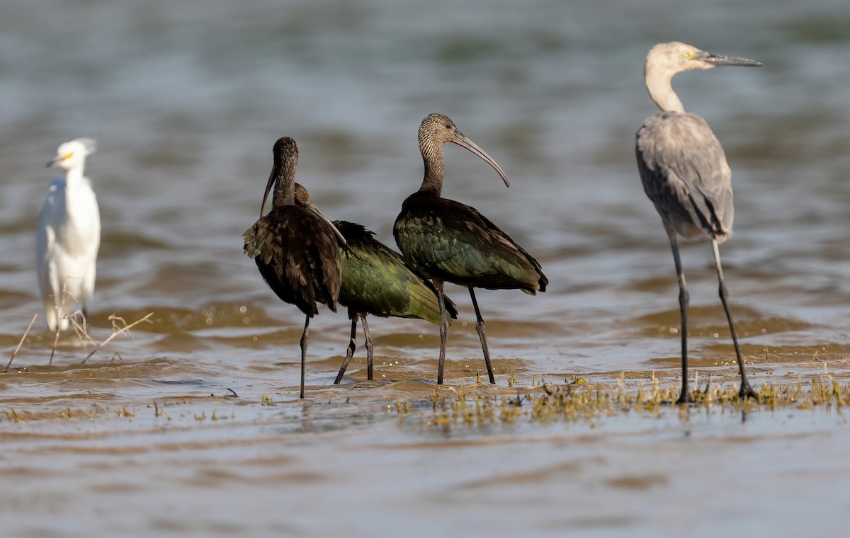 Glossy/White-faced Ibis - ML642644718