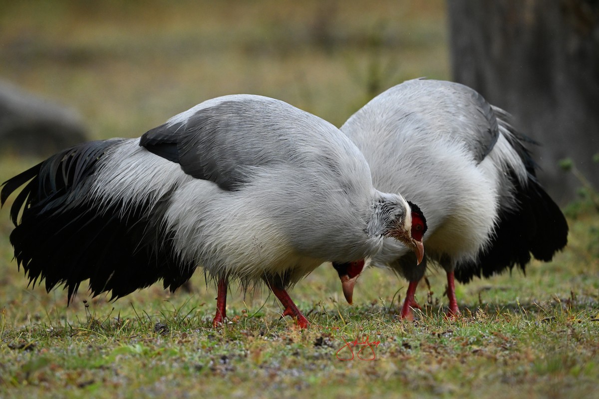 White Eared-Pheasant - ML642644743