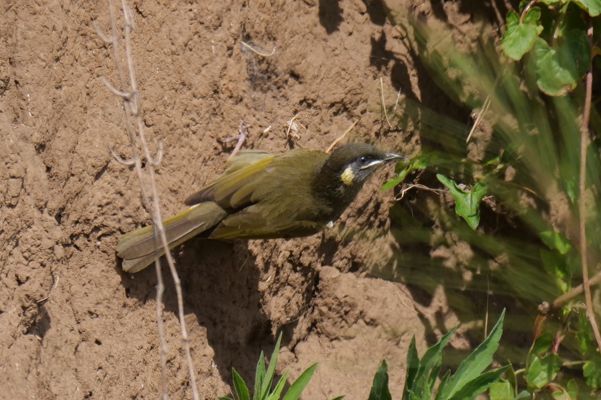 Lewin's Honeyeater - ML642644748