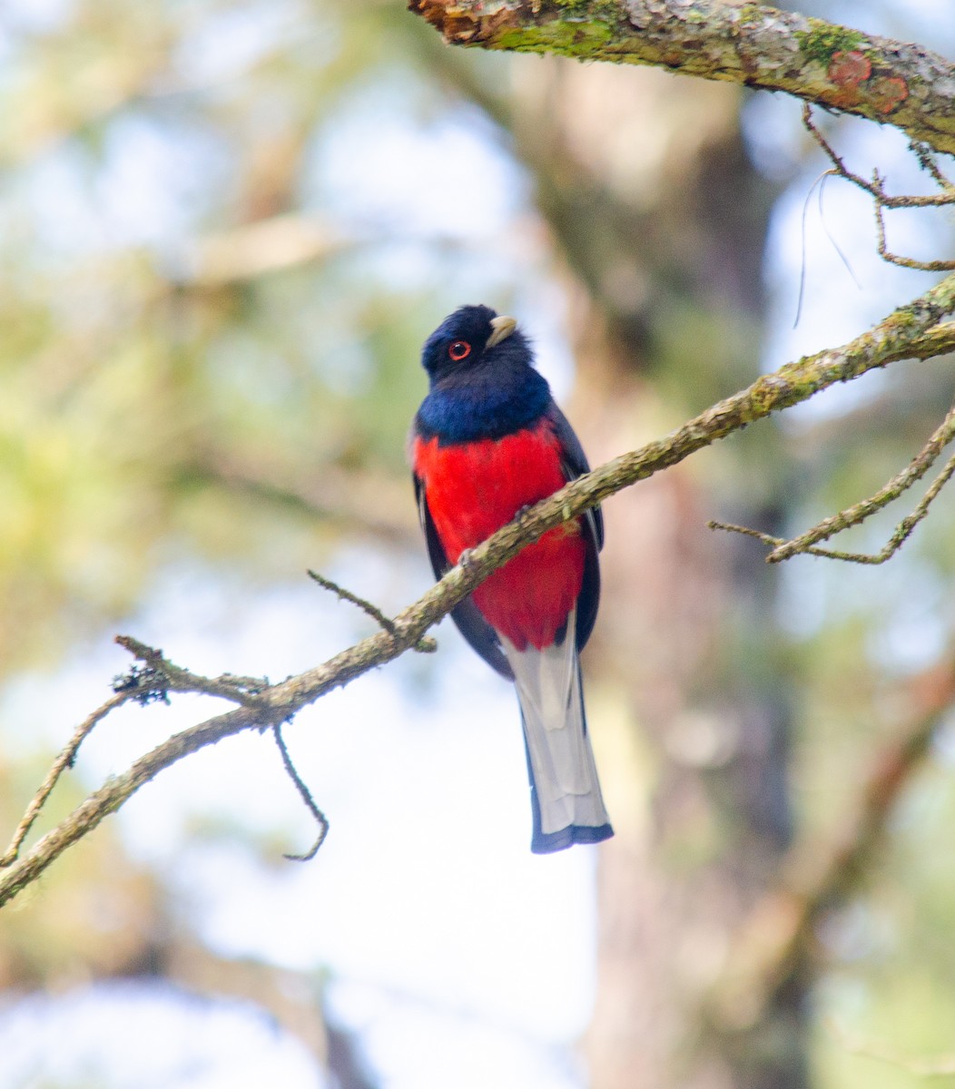 Surucua Trogon - ML642644765
