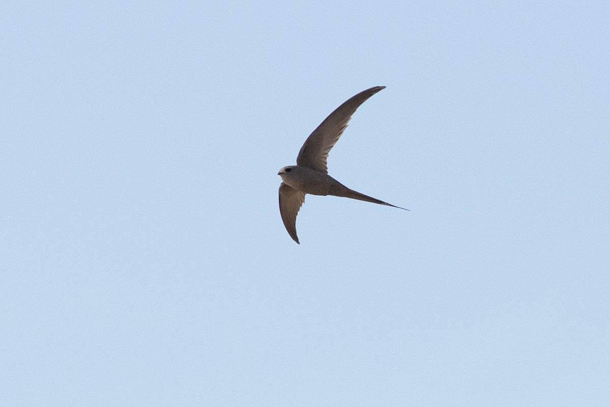 African Palm Swift - ML642644772