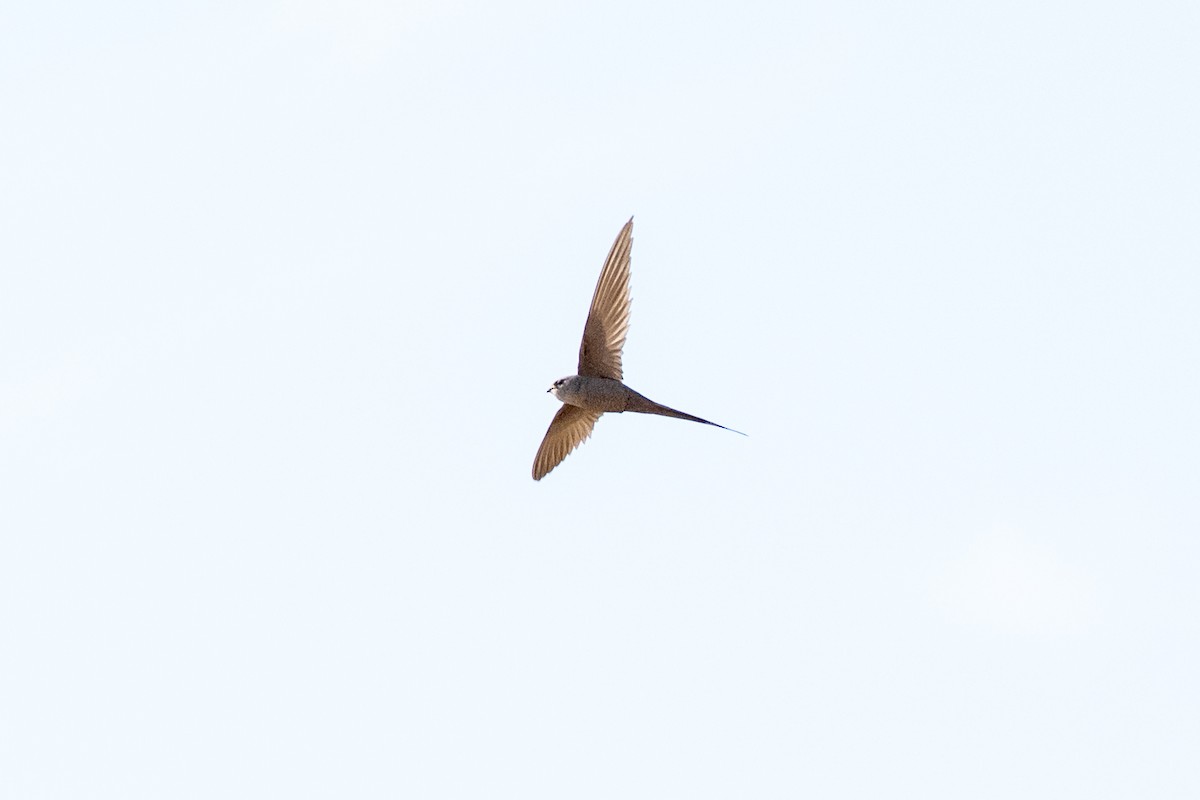 African Palm Swift - ML642644773