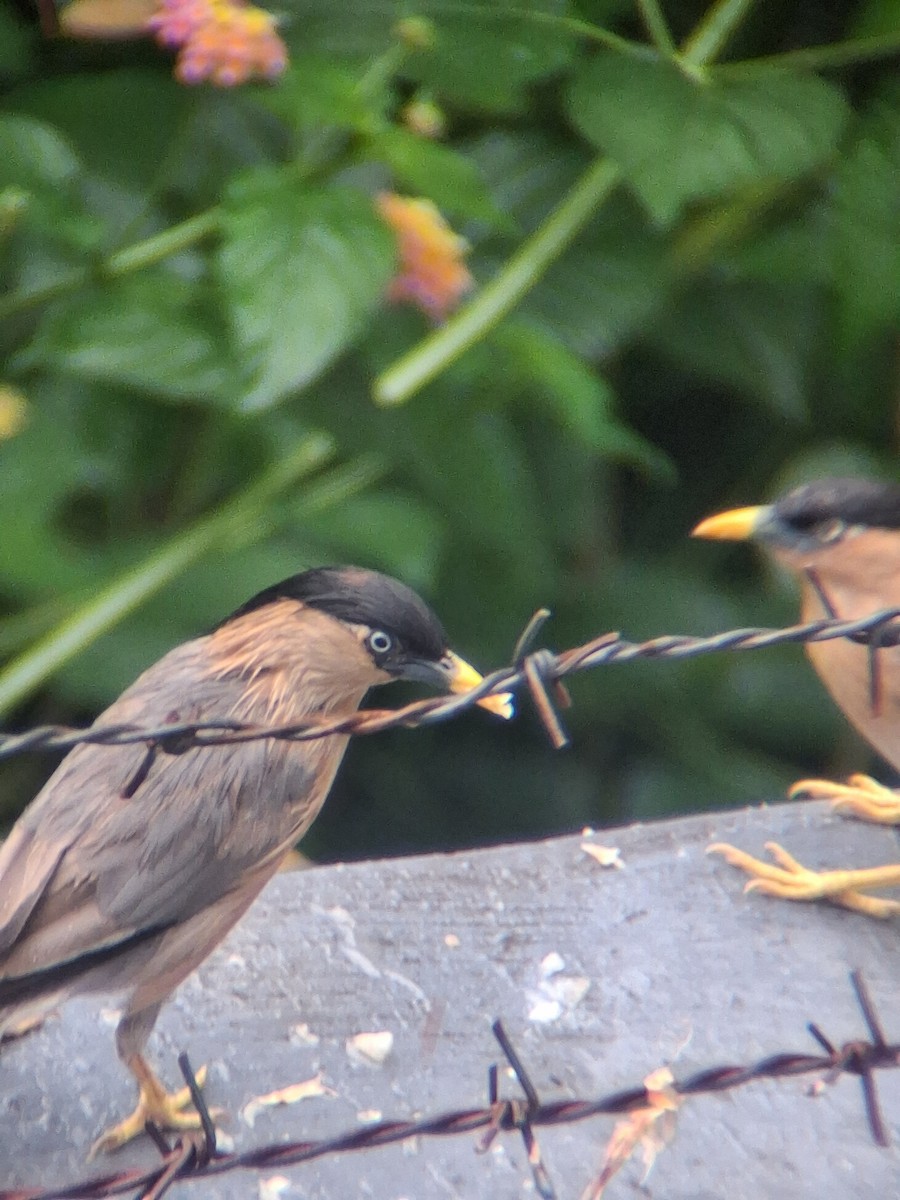 Brahminy Starling - ML642644780