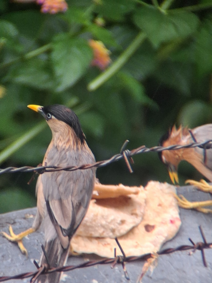Brahminy Starling - ML642644781