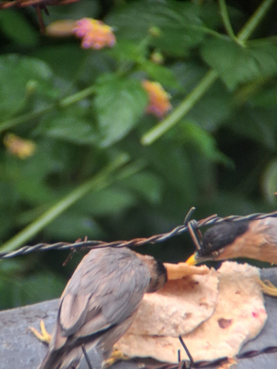 Brahminy Starling - ML642644782