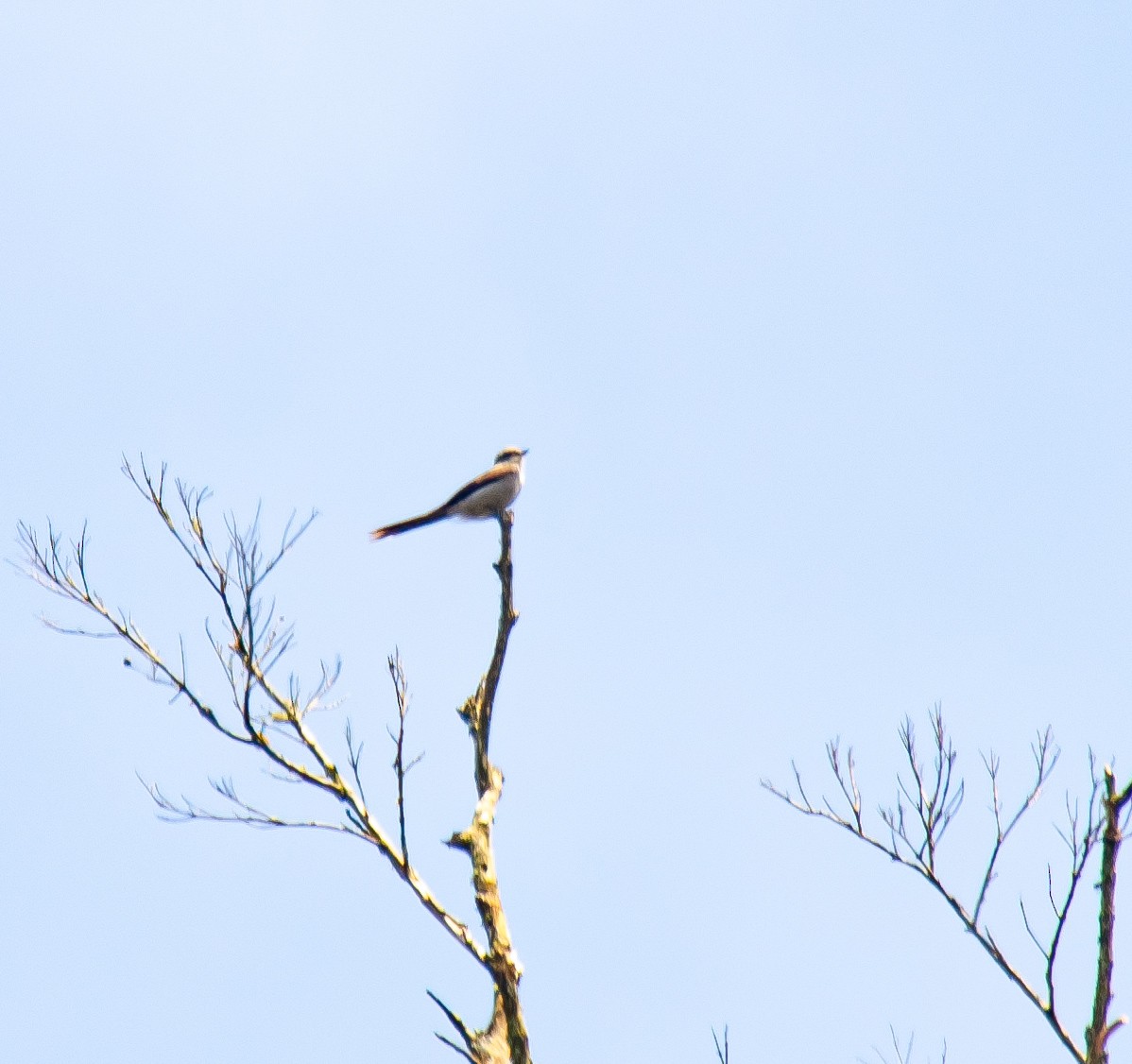 Shear-tailed Gray Tyrant - ML642644799