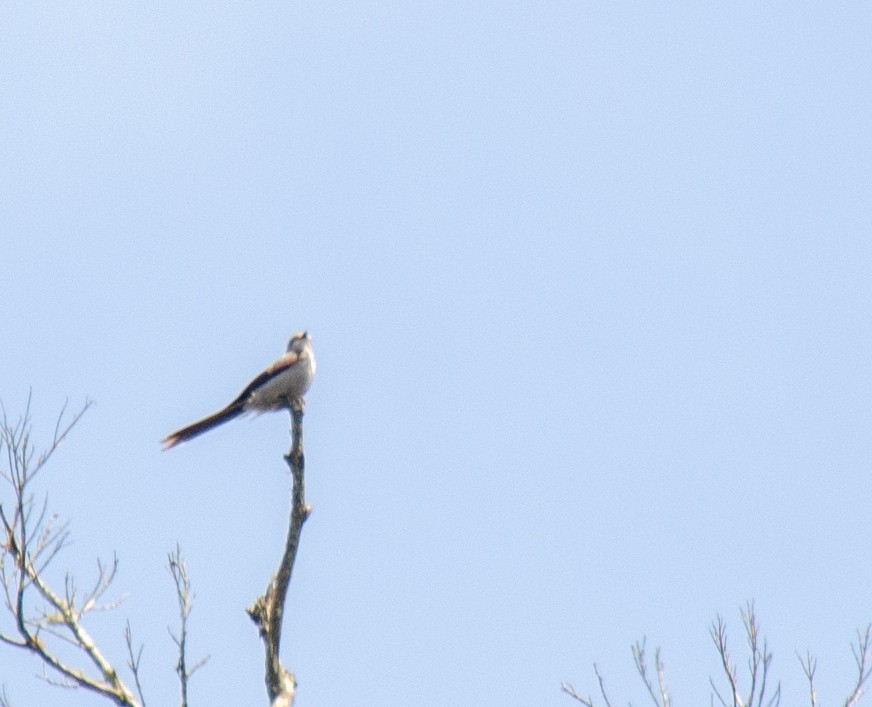 Shear-tailed Gray Tyrant - ML642644800