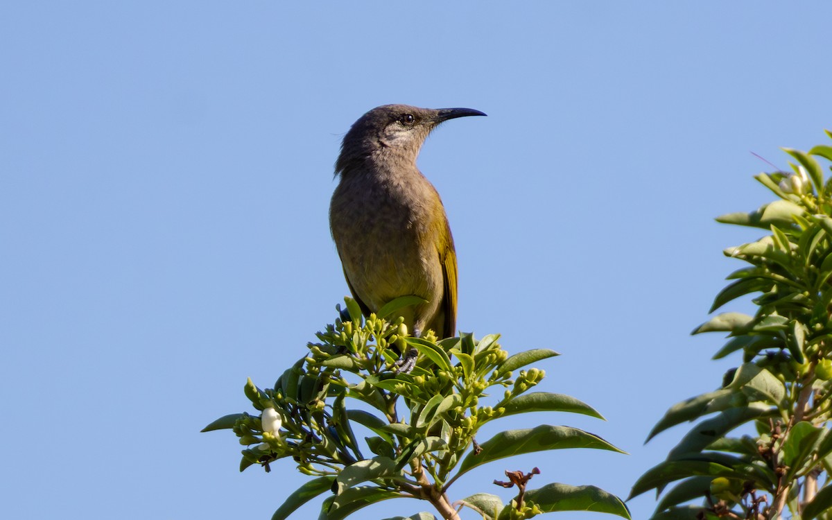 Dark-brown Honeyeater - ML642644803