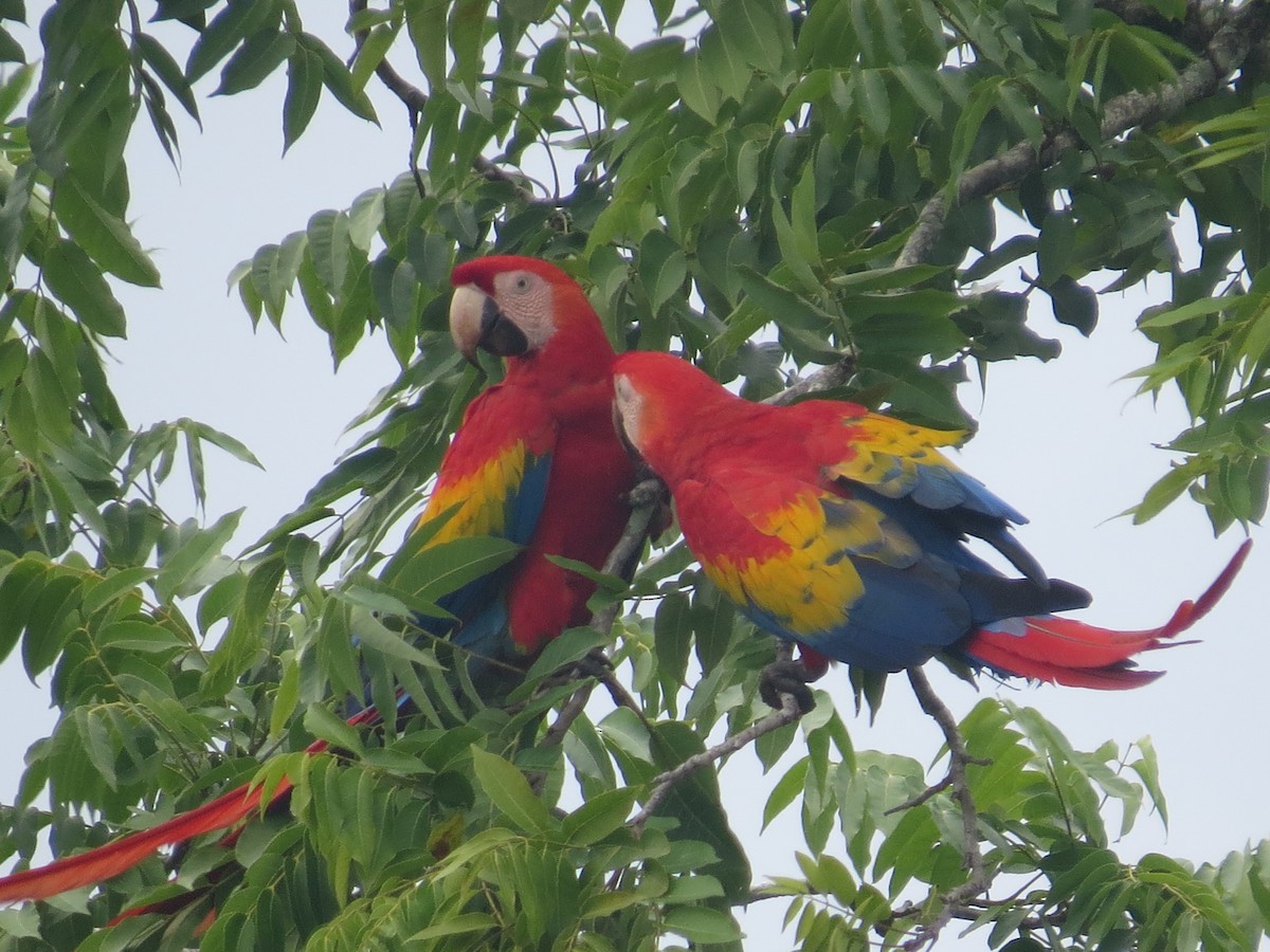 Scarlet Macaw - ML642644822