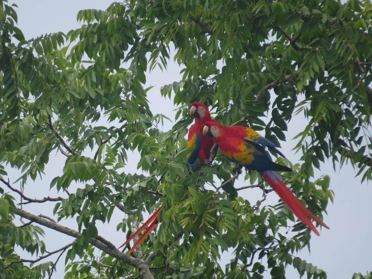 Scarlet Macaw - ML642644826