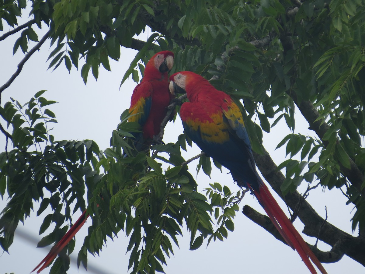Scarlet Macaw - ML642644829